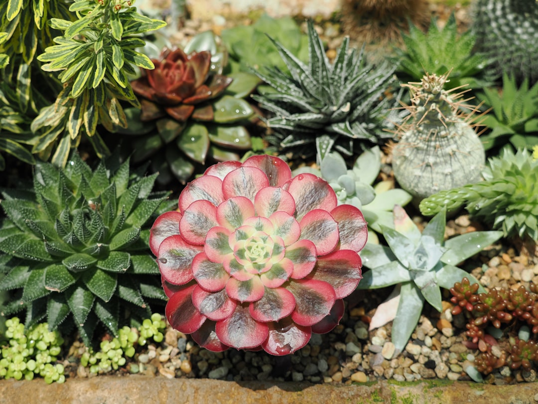 25 Drought-Tolerant Landscaping Ideas for Orange County Homes (2026)